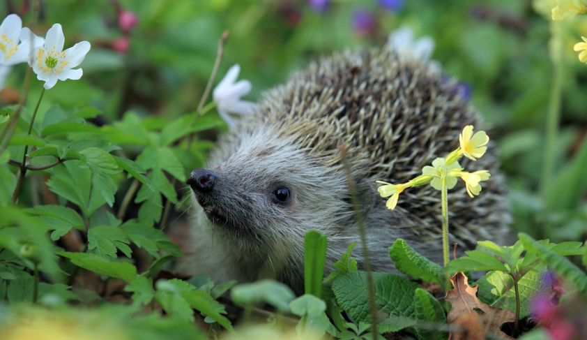 Cute hedgehog welcoming spring