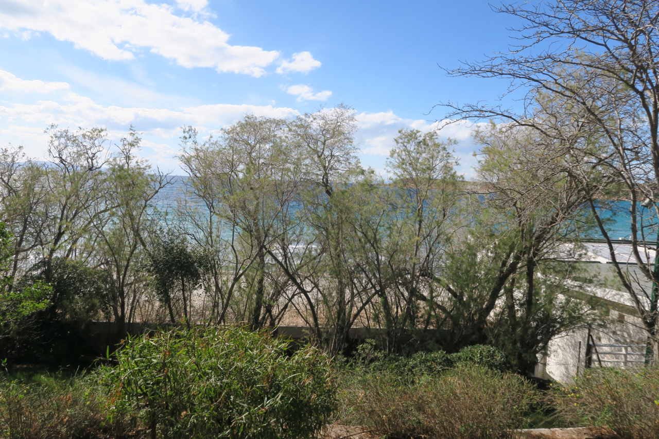 a group of trees and bushes by a beach