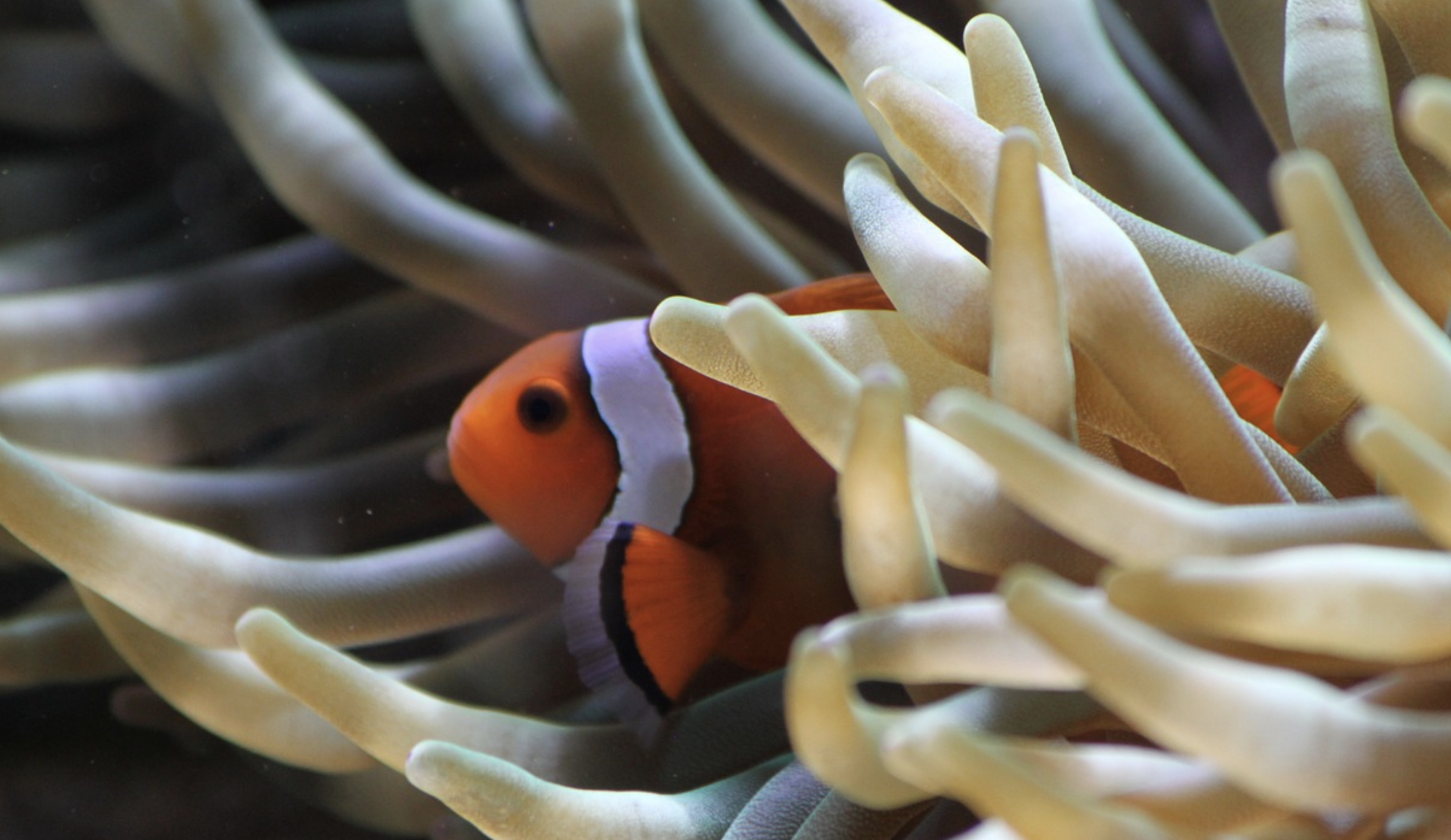 a clown fish swimming in anemone