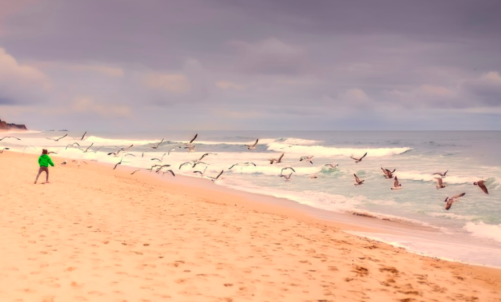 a group of birds flying over a beach